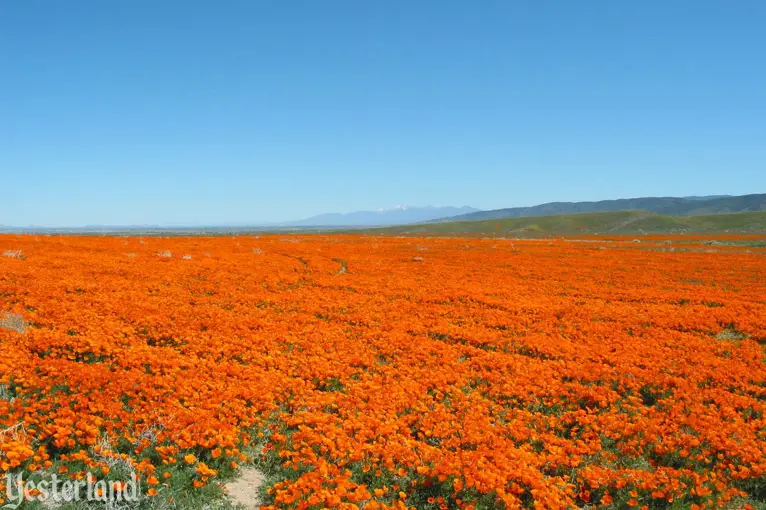 California Poppies in the Antelope Valley California Poppy Reserve