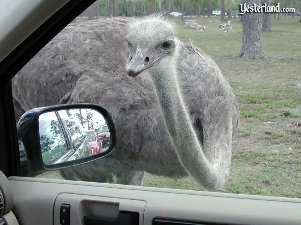 Ostrich In Car
