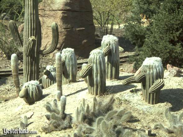 Cacti Cacti
