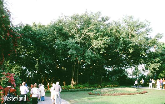 banyon tree at Cypress Gardens