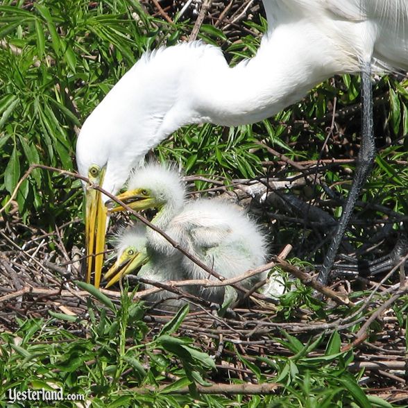 Gatorland